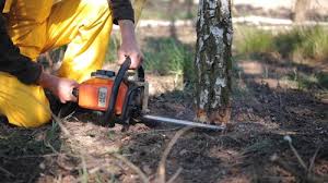 Trusted Green Village, NJ Tree Services Experts