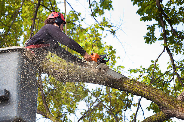 How Our Tree Care Process Works  in Green Village, NJ